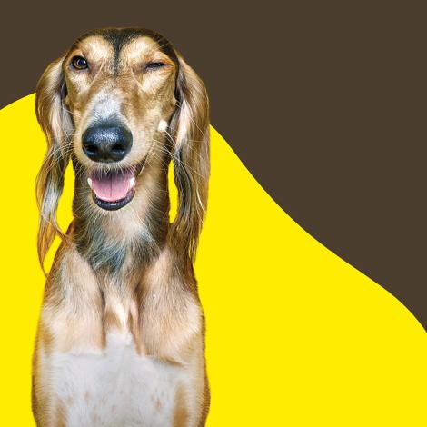 Obrázek - Sleva 20 % při nákupu nad 1 000 Kč v e-shopu Superzoo.cz